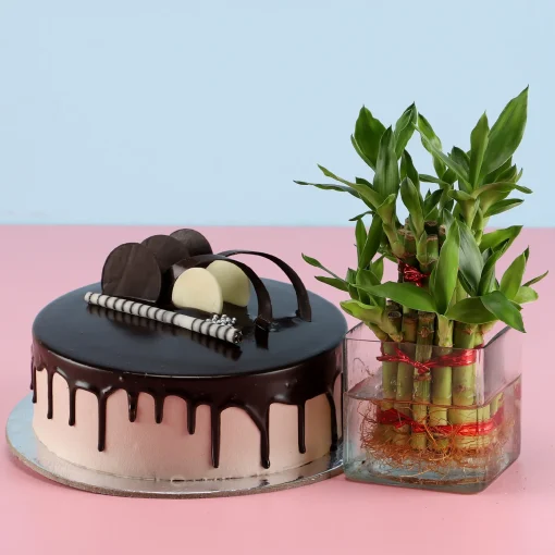 2 Layer Bamboo & Chocolate Cake