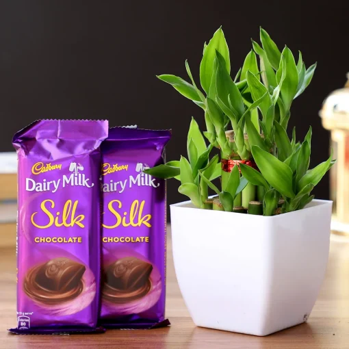 2 Layer Bamboo Plant & Dairy Milk Silk Chocolates