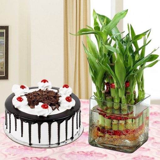 Lucky Bamboo with Black Forest Cake